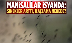 Manisalılar İsyanda: Sinekler Arttı, İlaçlama Nerede?