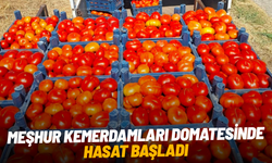 Meşhur Kemerdamları domatesinde hasat başladı