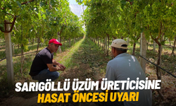 Sarıgöl'de erkence üzüm hasat dönemi yaklaşıyor