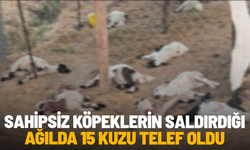 Sahipsiz köpeklerin saldırdığı ağılda 15 kuzu telef oldu