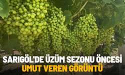 Sarıgöl'de üzüm sezonu öncesi umut veren görüntü