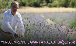 Yunusemre'de lavanta hasadı başlıyor