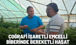 Coğrafi İşaretli Emcelli biberinde bereketli hasat