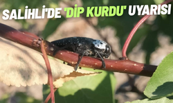 Salihli'de 'dip kurdu' uyarısı