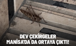 Dev çekirgeler Manisa'da da ortaya çıktı