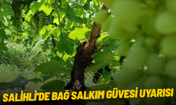Salihli'de bağ salkım güvesi uyarısı