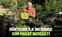 Dünyanın ilk incirinde son hasat bereketi