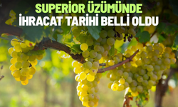 Superior üzümünde ihracat tarihi belli oldu