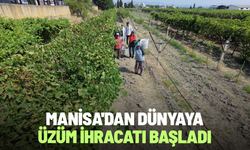 Manisa'dan dünyaya üzüm ihracatı başladı