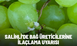Salihli'de bağ üreticilerine ilaçlama uyarısı