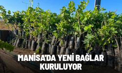 Manisa'da yeni bağlar kuruluyor
