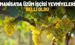 Manisa'da 2026 üzüm işçisi yevmiyeleri belli oldu