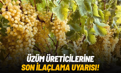 Üzüm üreticilerine son ilaçlama uyarısı