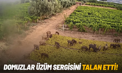 Domuzlar üzüm sergisini talan etti