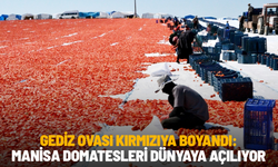Gediz Ovası kırmızıya boyandı: Manisa domatesleri dünyaya açılıyor