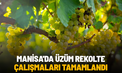 Manisa'da üzüm rekolte çalışmaları tamamlandı