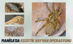 Manisa'da egzotik hayvan operasyonu: 61 yaban hayvanı kurtarıldı