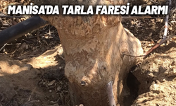 Manisa'da tarla faresi alarmı