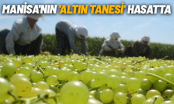 Manisa'nın 'altın tanesi' hasatta