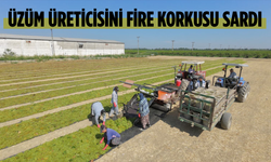 Üzüm üreticisini fire korkusu sardı