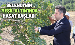 Selendi'nin 'Yeşil Altın'ında hasat başladı