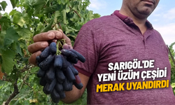 Sarıgöl'de yeni üzüm çeşidi merak uyandırdı