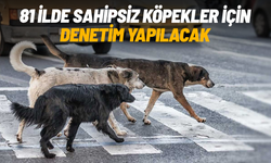 81 ilde sahipsiz köpekler için denetim yapılacak