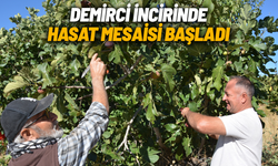 Demirci incirinde hasat mesaisi başladı