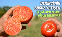 Demirci'nin susuz yetişen çeşni domatesine yoğun talep var