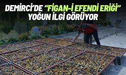 Demirci'de 'Figan-i Efendi Eriği' yoğun talep görüyor
