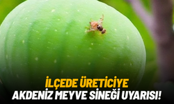 İlçede üreticiye Akdeniz Meyve Sineği uyarısı!