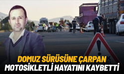Domuz sürüsüne çarpan motosiklet sürücü hayatını kaybetti