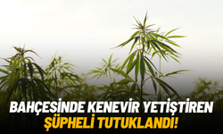 Bahçesinde kenevir yetiştiren şüpheli tutuklandı