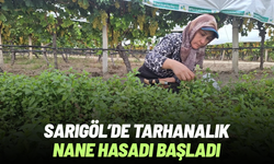 Sarıgöl’de tarhanalık nane hasadı başladı