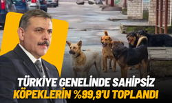 Bakan Çiftçi açıkladı: Sokak köpeklerinin yüzde 99,9’u toplandı