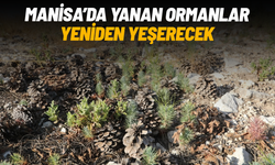 Manisa'da yanan ormanlar yeniden yeşerecek