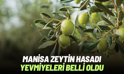 Manisa’da zeytin hasadı yevmiyeleri belli oldu