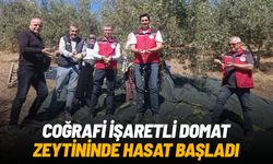Coğrafi işaretli Domat zeytininde hasat başladı