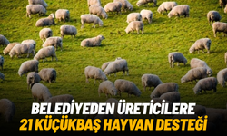 Manisa Büyükşehir’den üreticilere 21 küçükbaş hayvan desteği