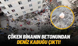 Maltepe’de 5 kişinin öldüğü binanın betonundan deniz kabuğu çıktı