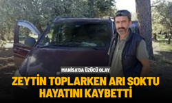 Zeytin toplarken arı soktu, hayatını kaybetti