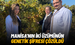 Manisa'nın iki üzümünün genetik şifresi çözüldü