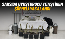 Saksıda uyuşturucu yetiştiren şüpheli yakalandı