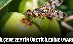 Salihli'de zeytin üreticilerine sinek uyarısı