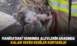 Manisa'da alevlerin arasında kalan yavru kediler kurtarıldı
