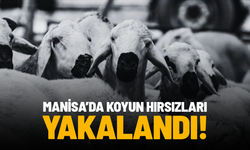 Manisa’da 8 koyun çalan 2 kişi tutuklandı, aranan 2 şahıs yakalandı