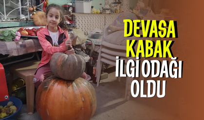 Devasa kabak ilgi odağı oldu