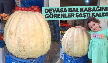 Devasa bal kabağı şaşırttı!