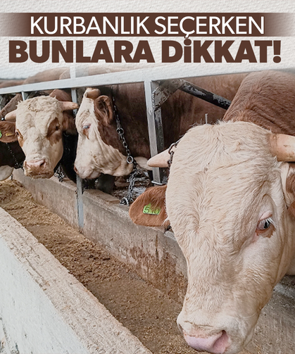 Uzmanlar uyardı! Kurbanlık seçerken dikkatli olun...