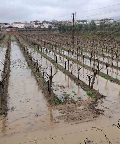 Yağmurlar bağcıların yüzünü güldürdü